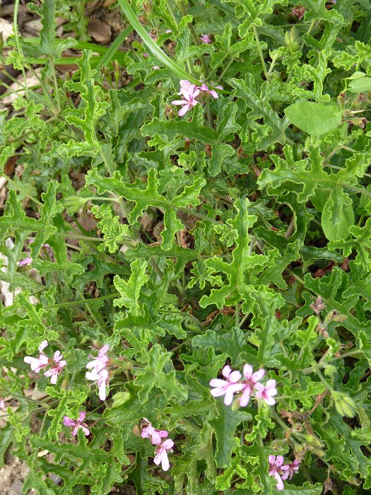 Pelargonium quercifolium
